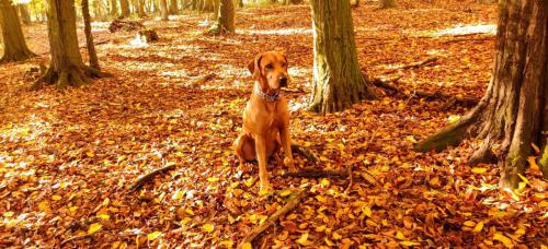 IMG_20201028_100348_2